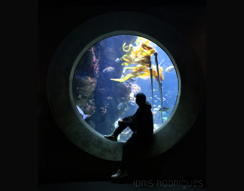 Aquarium Website